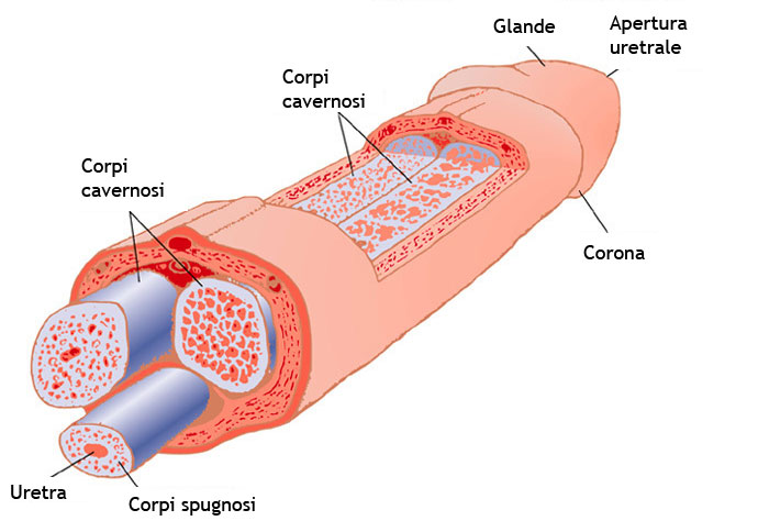 struttura interna del pene