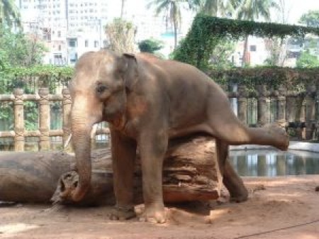 Elefante masturbazione