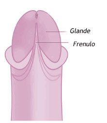 frenulo maschile