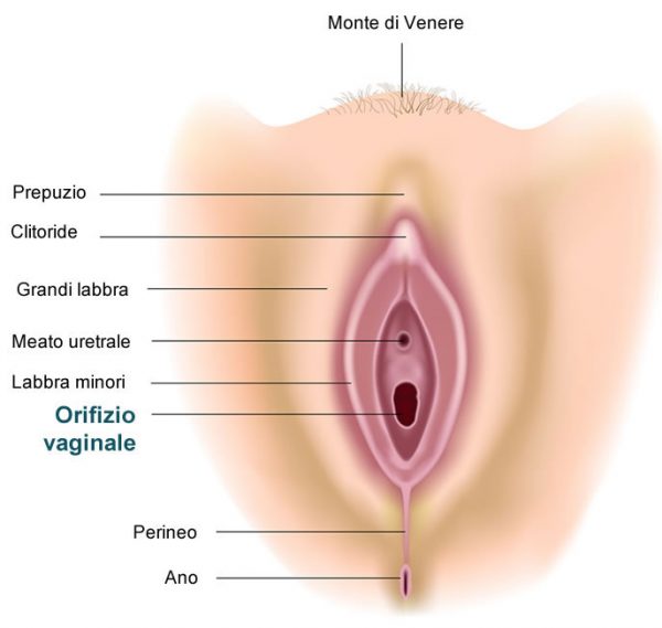 L Apparato Genitale Femminile Come Fatto