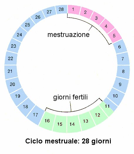 Ciclo Della Fertilità E La Gravidanza 0959